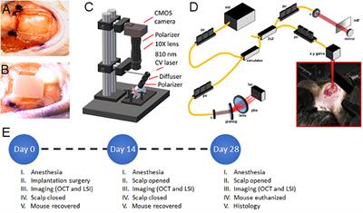 Chronic Brain Imaging Across a Transparent Nanocrystalline Yttria-Stabilized-Zirconia Cranial Implant